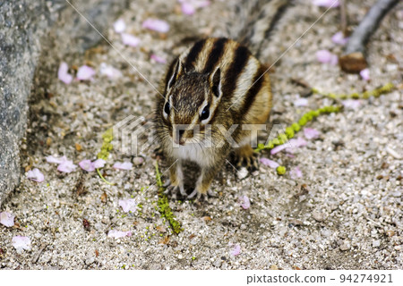 松鼠 松鼠 94274921
