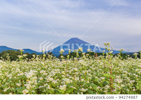 （靜岡縣）蕎麥田花叢中的富士山 94274987