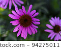 Echinacea purpurea copy space. Vegetable background macro texture Photo of good quality 94275011