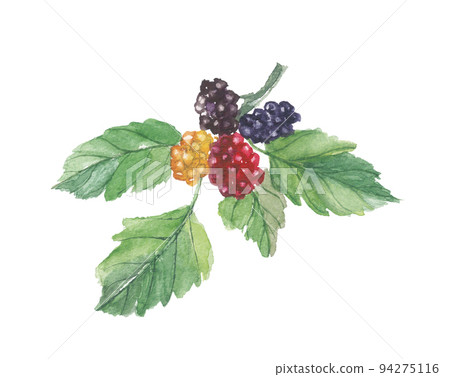 Mulberry fruit and leaves 94275116