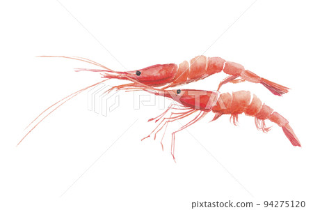 甜蝦 2 甜蝦 2 94275120