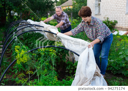 mature couple sets a greenhouse at a garden plot mature couple sets a greenhouse at a garden plot 94275174