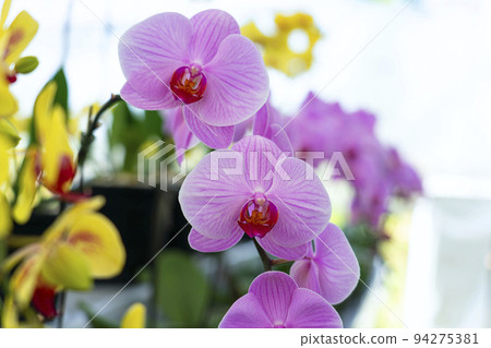 Orchid shrubs isolated. with other plants in the blurred background Orchid shrubs isolated. with other plants in the blurred background 94275381