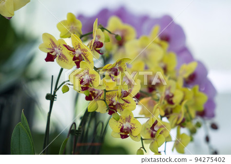 Orchid shrubs isolated. with other plants in the blurred background 94275402