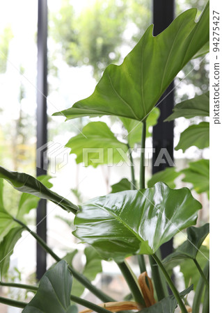 philodendron panda Shop Variegated Philodendron Snowdrift Tissue Culture Plant main image 0