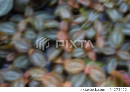 purple leaves background texture bright colours intensive 94275432