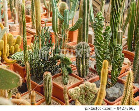 Collection of different cacti. Cactus, thorned plant. Botanical hobby or cultivation for hybridization. 94275663