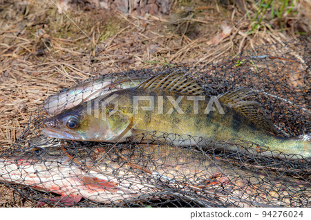 Freshwater zander fish. Freshwater zander fish lies on round keepnet with fishery catch in it.. 94276024