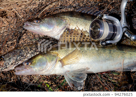 Two freshwater zander fish. Freshwater zander fish and fishing equipment lies on round keepnet with fishery catch in it.. 94276025
