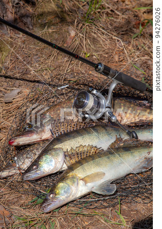 Freshwater zander and pike fish. Two freshwater zander and pike fish, fishing equipment lies on round keepnet with fishery catch in it.. 94276026