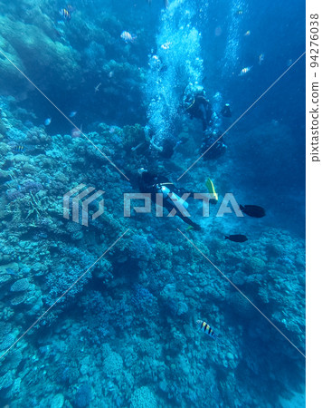 Scuba Divers swim in tropical sea at the coral reef in the Red Sea, Egypt.. 94276038