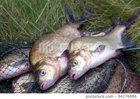 Successful fishing -  big freshwater bream fish on keepnet with fishery catch in it.. 94276066