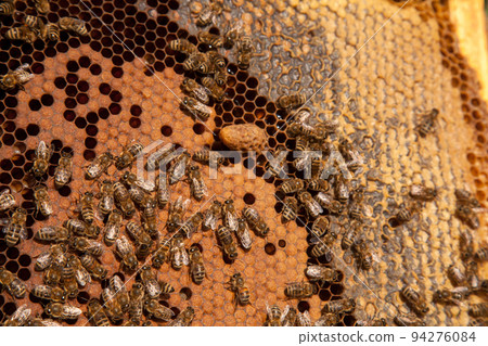 Open hive showing the bees swarming on a honeycomb and big cell with young bee queen.. Open hive showing the bees swarming on a honeycomb and big cell with young bee queen.. 94276084