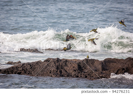 A flock of green pigeons coming to drink seawater (Terugasaki Beach, Oiso Town) 94276231