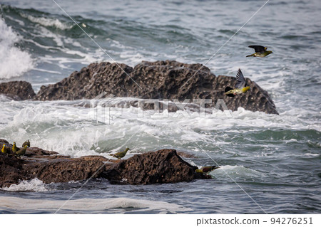 A flock of green pigeons coming to drink seawater (Terugasaki Beach, Oiso Town) A flock of green pigeons coming to drink seawater (Terugasaki Beach, Oiso Town) 94276251