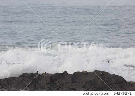 A flock of green pigeons coming to drink seawater (Terugasaki Beach, Oiso Town) A flock of green pigeons coming to drink seawater (Terugasaki Beach, Oiso Town) 94276271