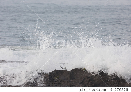 一群綠鴿來喝海水（大磯町照崎海灘） 94276276
