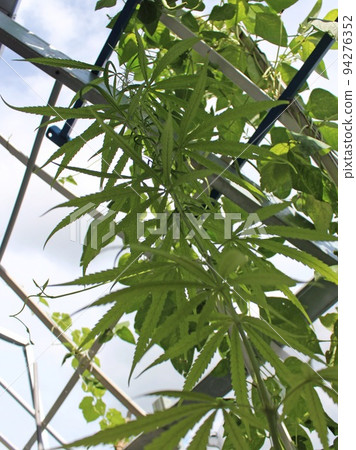 Bottom-up view of potted cannabis seedlings growing in a home garden Bottom-up view of potted cannabis seedlings growing in a home garden 94276352