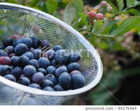 Blueberry Harvest Blueberry Harvest 94276464