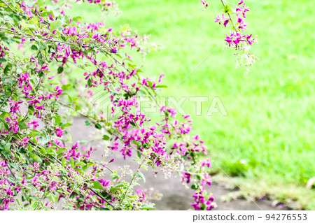 Hagi season, weeping clover, deep pink clover Hagi season, weeping clover, deep pink clover 94276553