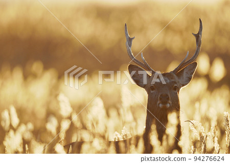 Male Yezo deer and Japanese pampas grass dyed in the sunrise (Hokkaido) 94276624