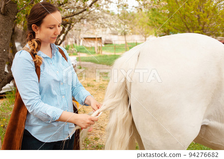 A young beautiful woman braids the tail of a horse. A pigtail made of white hair. Convenience, beauty. Hairdresser, caring for pets, love runch A young beautiful woman braids the tail of a horse. A pigtail made of white hair. Convenience, beauty. Hairdresser, caring for pets, love runch 94276682