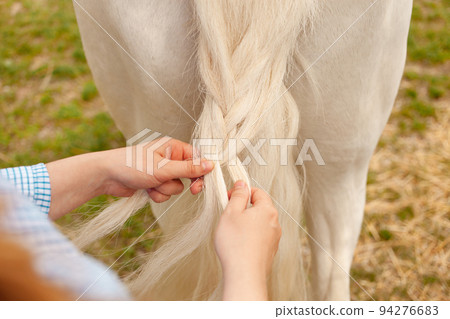 A young beautiful woman braids the tail of a horse. A pigtail made of white hair. Convenience, beauty. Hairdresser, caring for pets, love A young beautiful woman braids the tail of a horse. A pigtail made of white hair. Convenience, beauty. Hairdresser, caring for pets, love 94276683