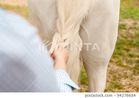 A young beautiful woman braids the tail of a horse. A pigtail made of white hair. Convenience, beauty. Hairdresser, caring for pets, love green grass A young beautiful woman braids the tail of a horse. A pigtail made of white hair. Convenience, beauty. Hairdresser, caring for pets, love green grass 94276684