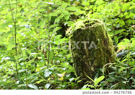 Stump of moss Stump of moss 94276786