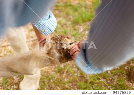 A young woman cleans the hooves of a white horse. grooming pet care animals, love, friendship. hoof. A cleaning hook. green grass A young woman cleans the hooves of a white horse. grooming pet care animals, love, friendship. hoof. A cleaning hook. green grass 94276859