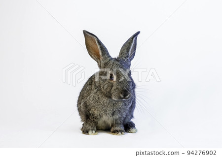 Full body front view of a single black baby rabbit sitting in front of a white background. With property release. 94276902