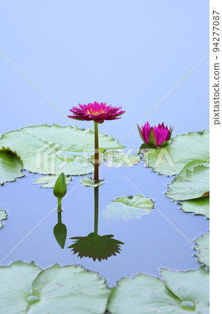 Tropical water lily 94277087