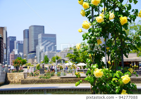 Nakanoshima Park with blooming roses (Kita Ward, Osaka City) 94277088