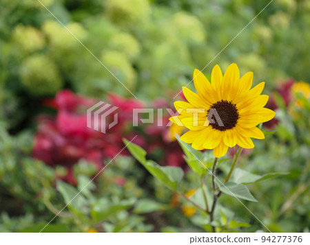 向日葵17雙色 94277376