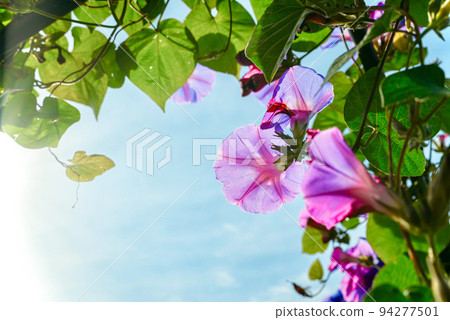 sunlit morning glories sunlit morning glories 94277501