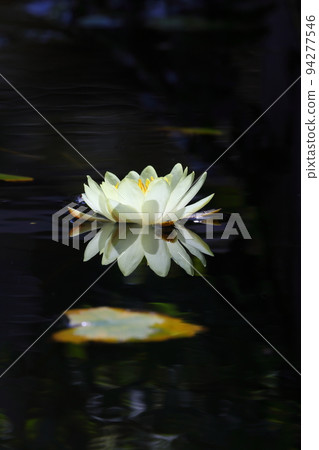 Water lily Water lily 94277546