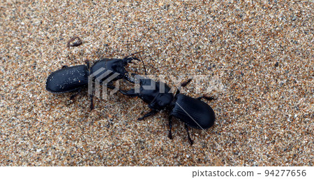 battle of large predatory ground beetles with huge jaws on the sands of a Mediterranean beach. Scarites buparius. Carabidae. Coleoptera. Entomology 94277656