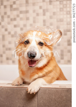corgi washes in bathroom, funny hat on ears, water procedures, taking care of pet, happy dog. corgi washes in bathroom, funny hat on ears, water procedures, taking care of pet, happy dog. 94277723