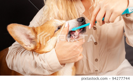 woman brushes dog's teeth with toothbrush, taking care of oral cavity, caring for pets, love. caries woman brushes dog's teeth with toothbrush, taking care of oral cavity, caring for pets, love. caries 94277744
