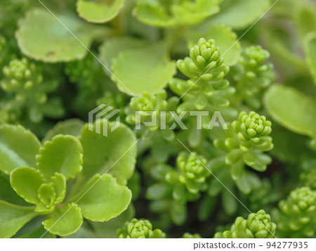 succulents 7 94277935