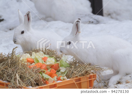 一隻兔子 94278130