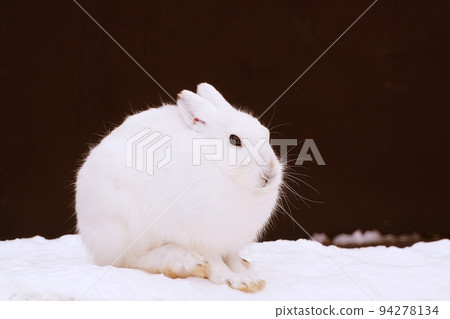 Rabbit Rabbit 94278134