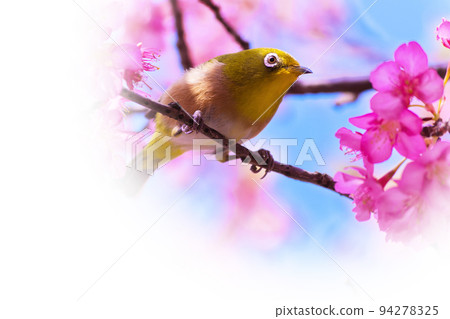 Kawazu cherry blossoms and Japanese white-eye ｟Spring image｠ 94278325