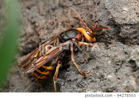 Hornet licking sap 94278503