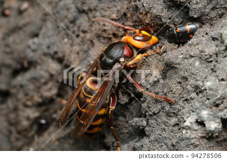 Hornet licking sap 94278506