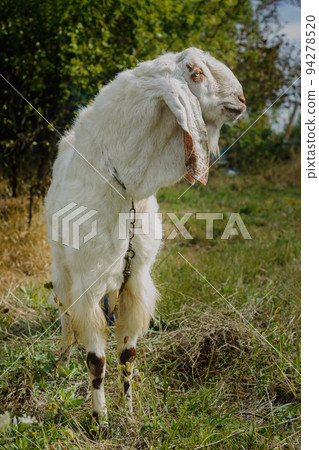 oriental goats of Pakistani and Nubian breed on pasture - nibbling foliage and grass 94278520