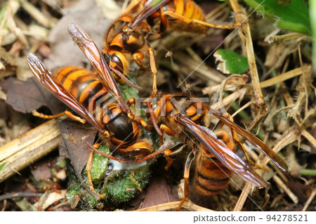 Yellow hornet swarming on a caterpillar carcass 94278521