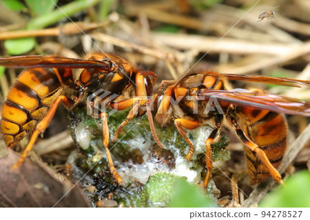Yellow hornet swarming on a caterpillar carcass 94278527