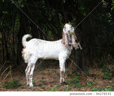 oriental goats of Pakistani and Nubian breed on pasture - nibbling foliage and grass 94278535