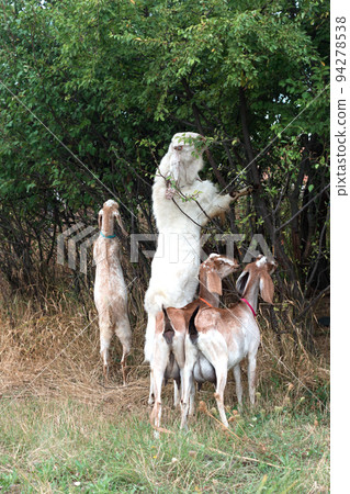 oriental goats of Pakistani and Nubian breed on pasture - nibbling foliage and grass 94278538